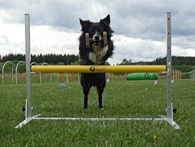 ObedienceHuerdeOffen001